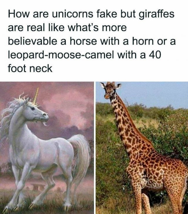 animalmemes2_010