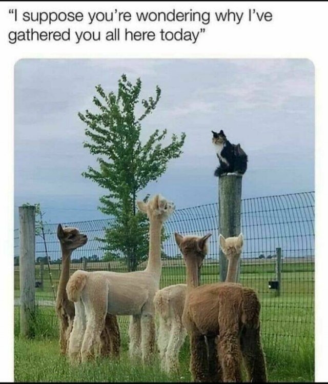 animalmemes2_015