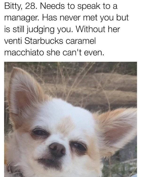 animalmemes2_033