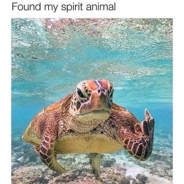 animalmemes2_036