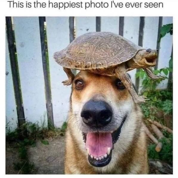funnyanimals41_006