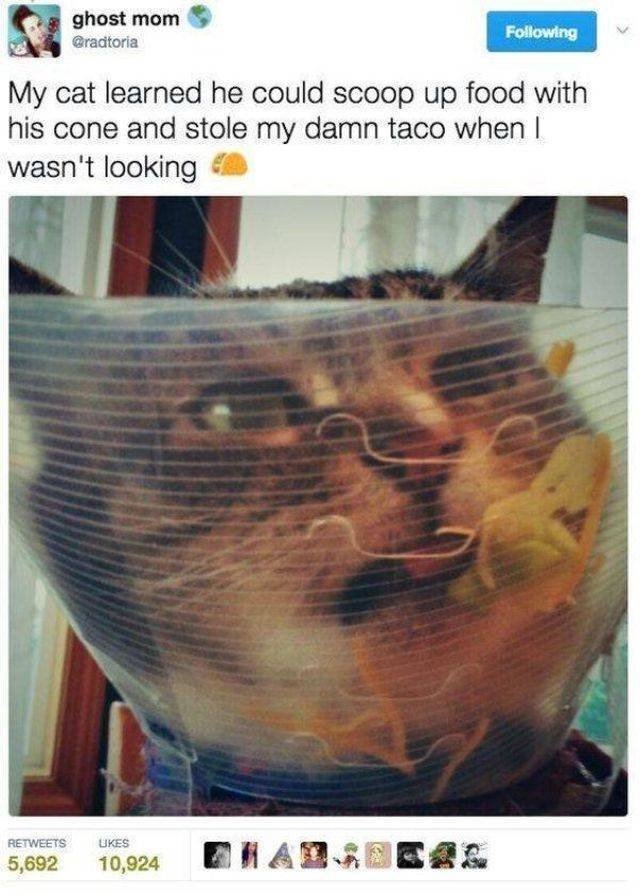 funnyanimals42_012
