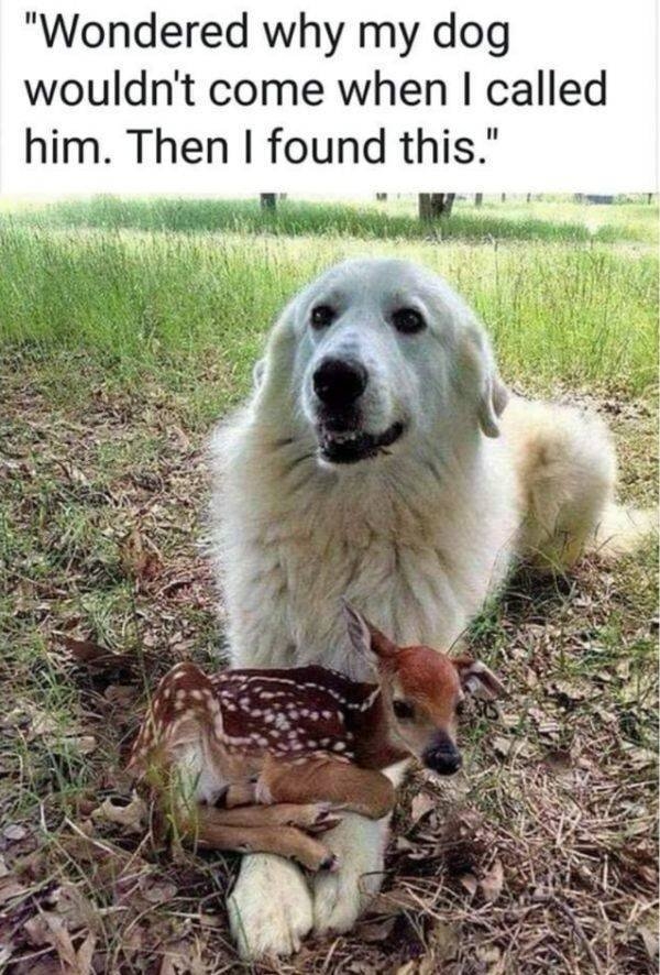 funnyanimals44_005