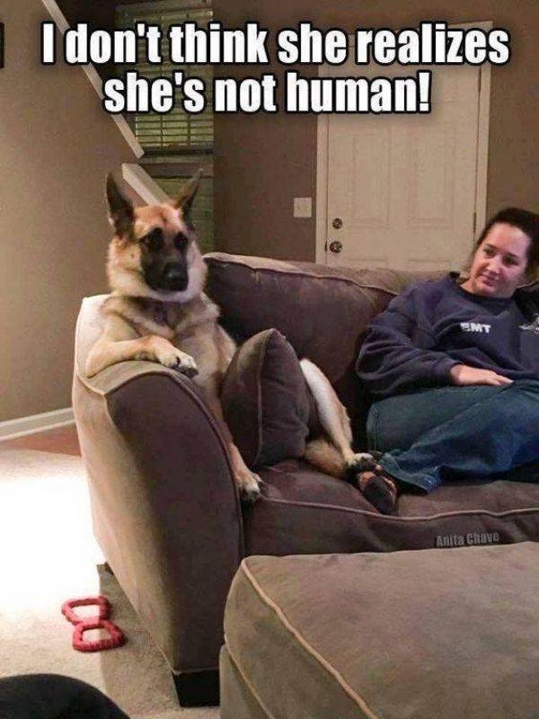 funnyanimals44_014