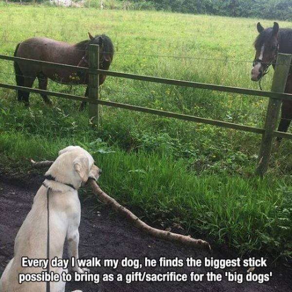 funnyanimals44_016