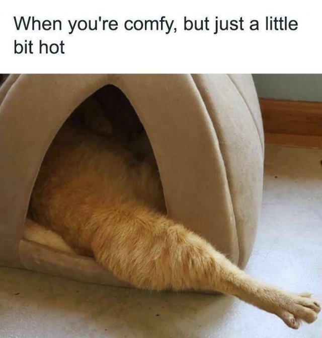 funnyanimals50_005