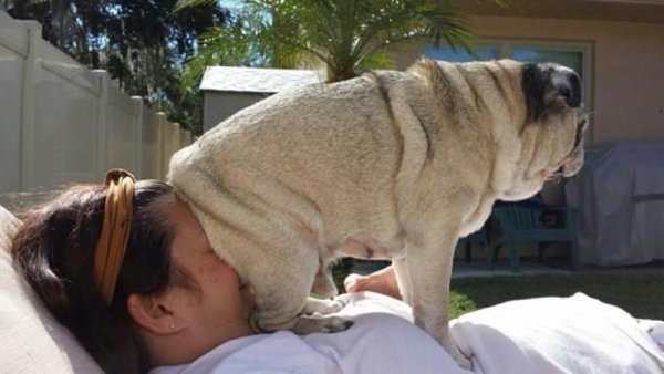 funnyanimals51_001