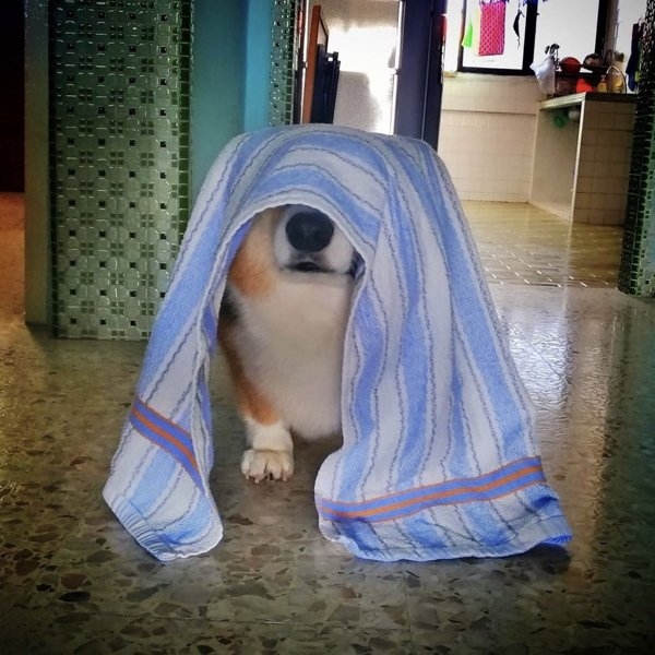 funnyanimals51_002