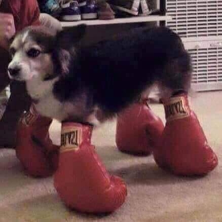 funnyanimals51_003