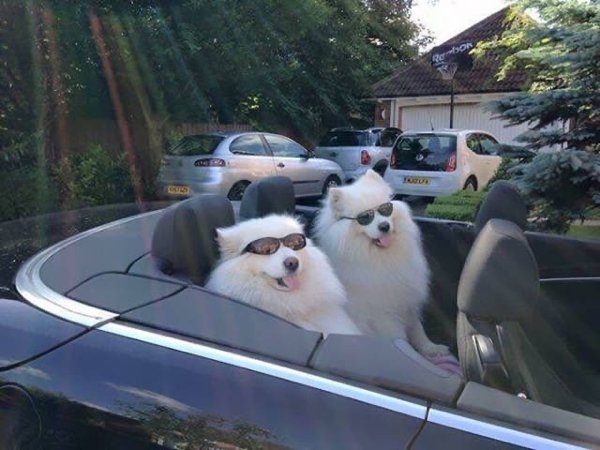 funnyanimals51_005