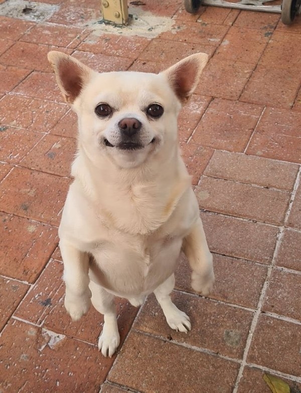funnyanimals51_006