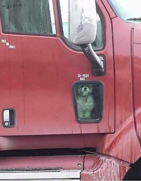 funnyanimals51_007