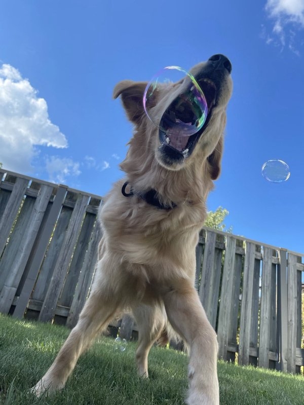 funnyanimals51_008