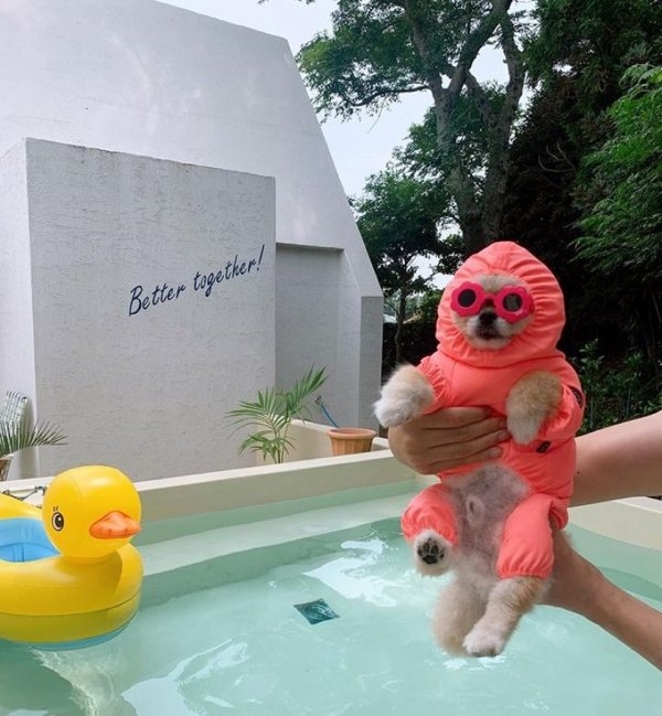 funnyanimals51_009