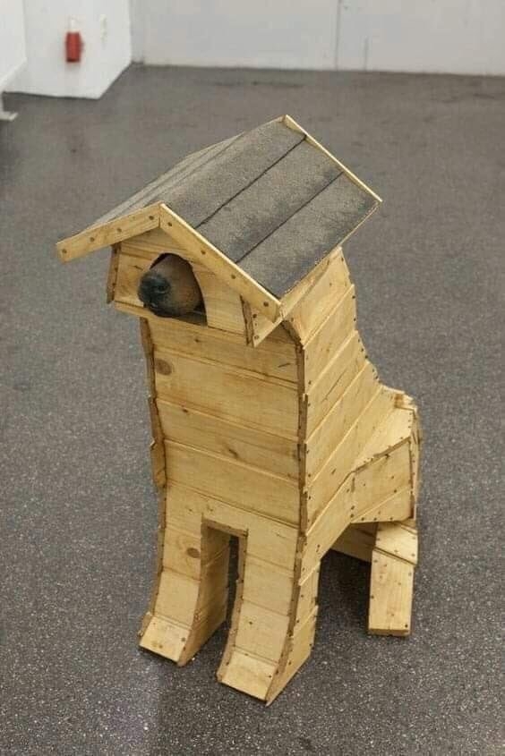 funnyanimals51_010
