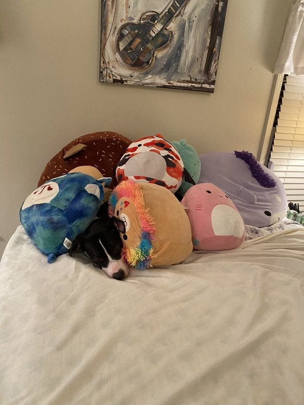 funnyanimals51_011