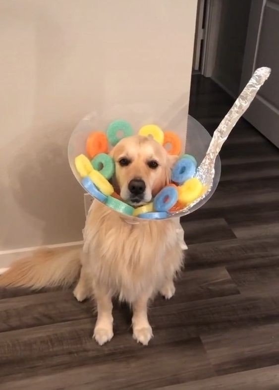 funnyanimals51_012