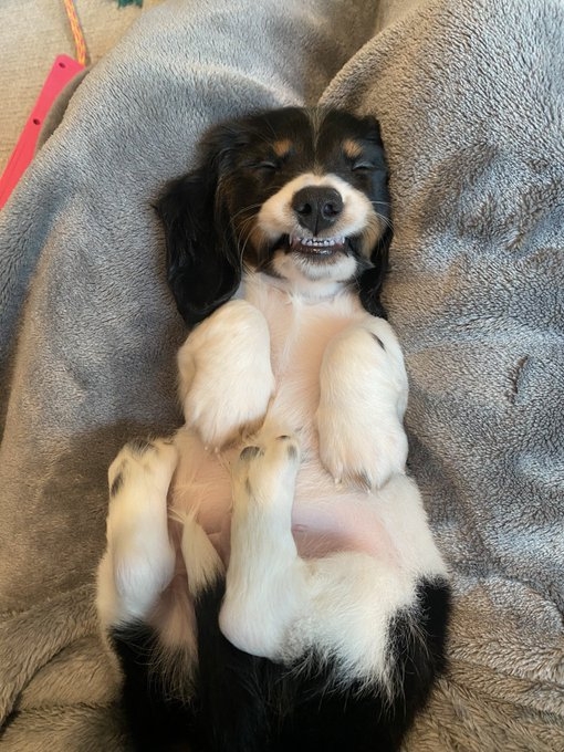 funnyanimals51_013