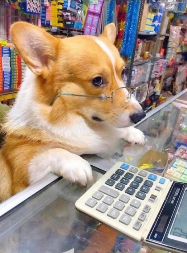 funnyanimals51_016