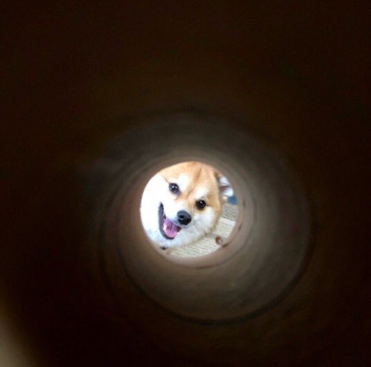 funnyanimals51_017