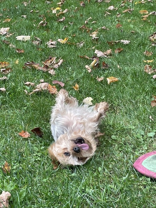funnyanimals51_018