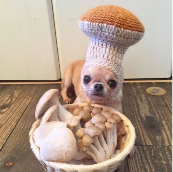 funnyanimals51_019