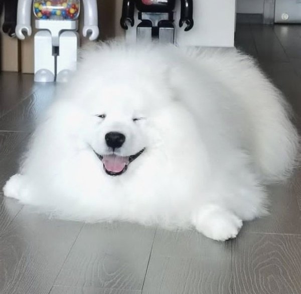 funnyanimals51_020