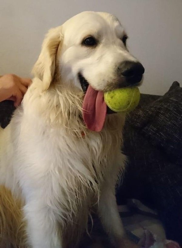 funnyanimals51_022