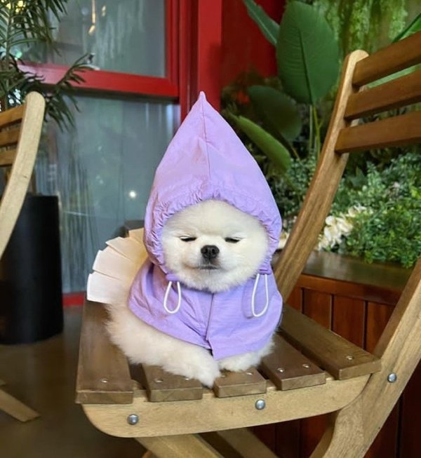 funnyanimals51_023