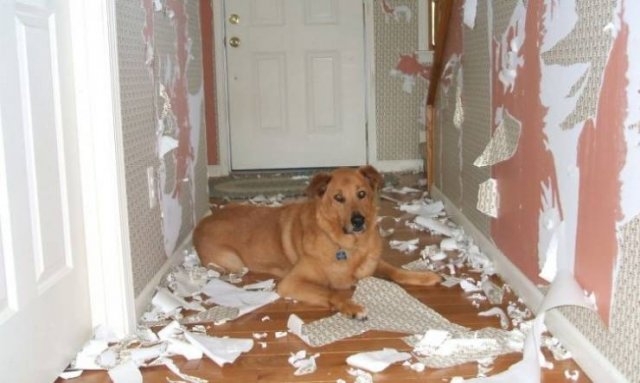 funnyanimals51_025