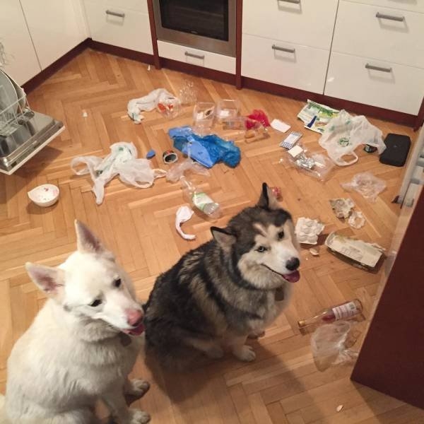 funnyanimals51_026