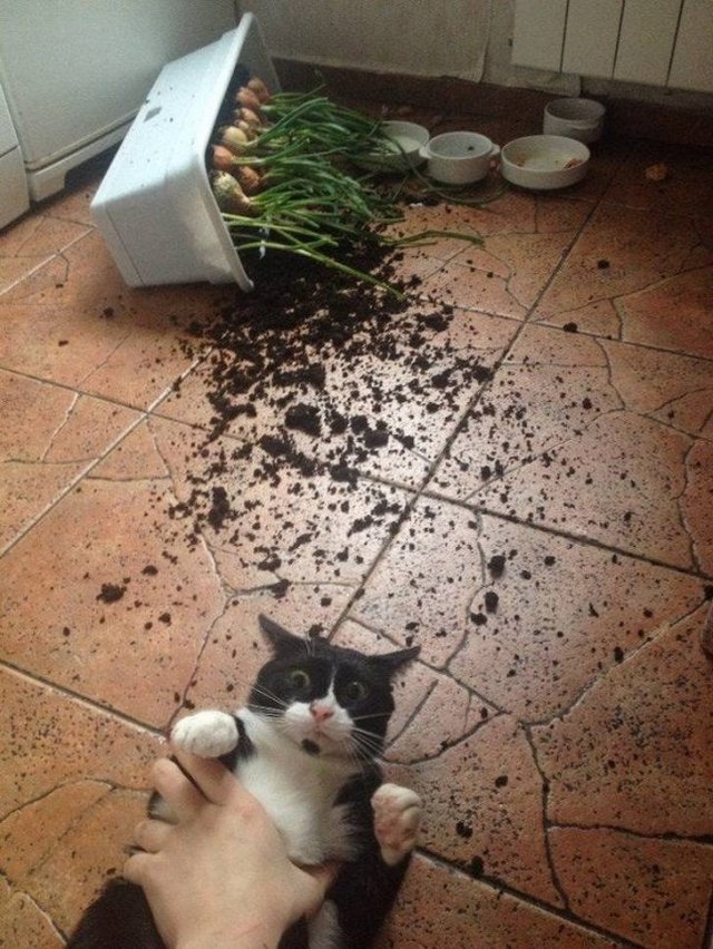 funnyanimals51_027