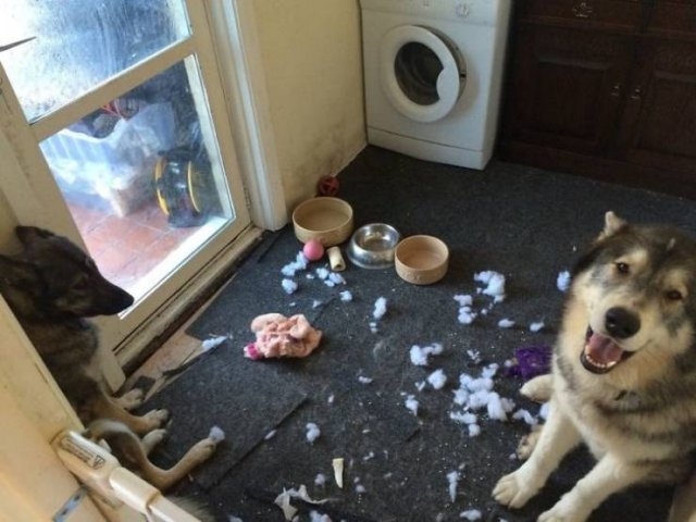 funnyanimals51_028