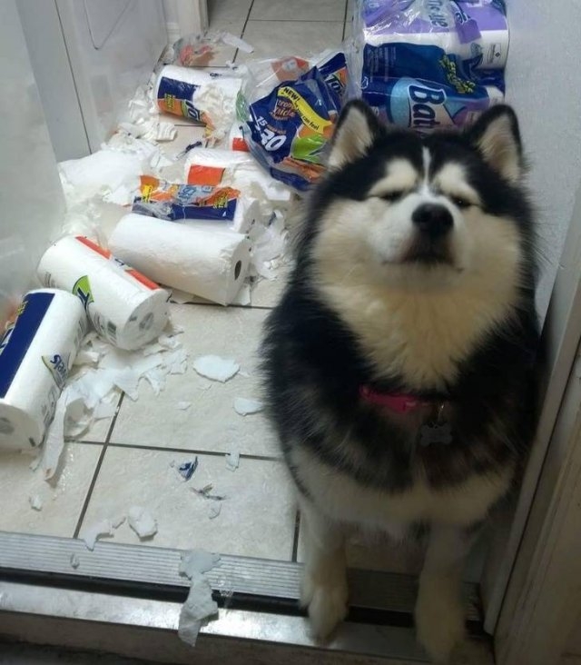 funnyanimals51_030