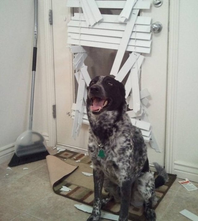 funnyanimals51_031