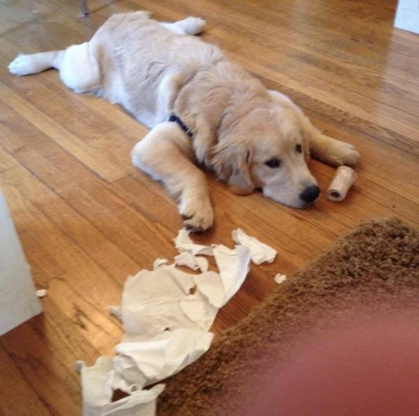 funnyanimals51_032