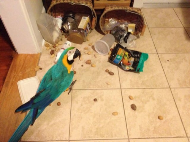 funnyanimals51_033