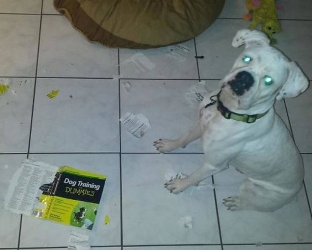 funnyanimals51_034
