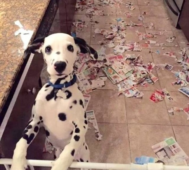 funnyanimals51_036