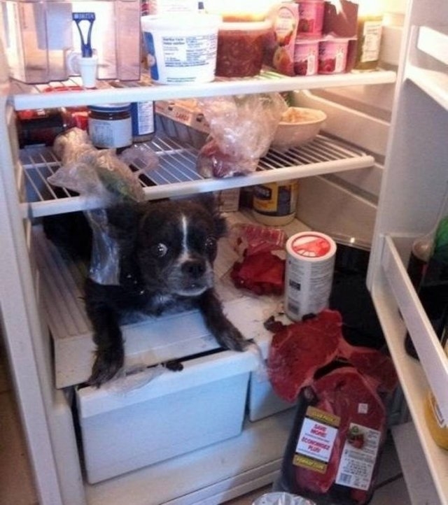 funnyanimals51_037