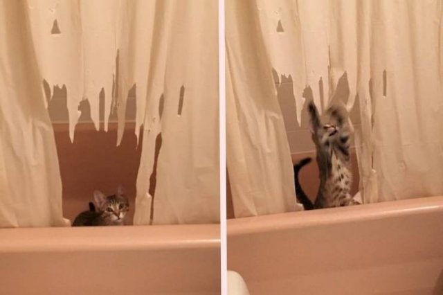 funnyanimals51_038