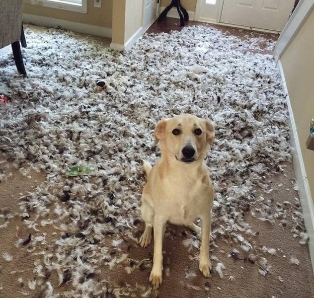 funnyanimals51_040