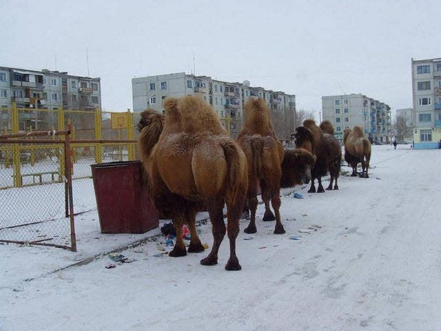 onlyinrussia3_012