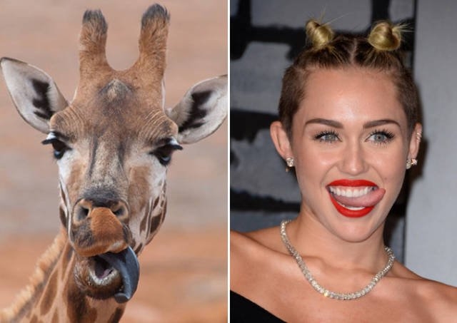 animaldoppelgangers_001