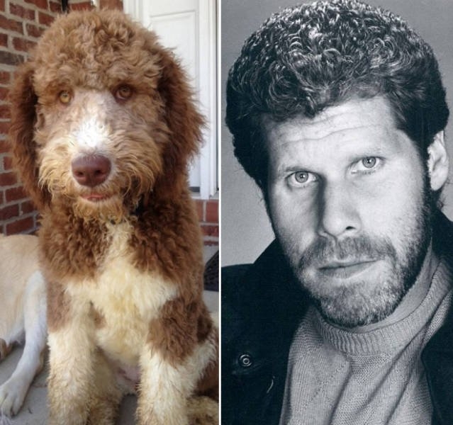 animaldoppelgangers_003