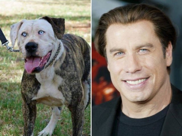 animaldoppelgangers_005