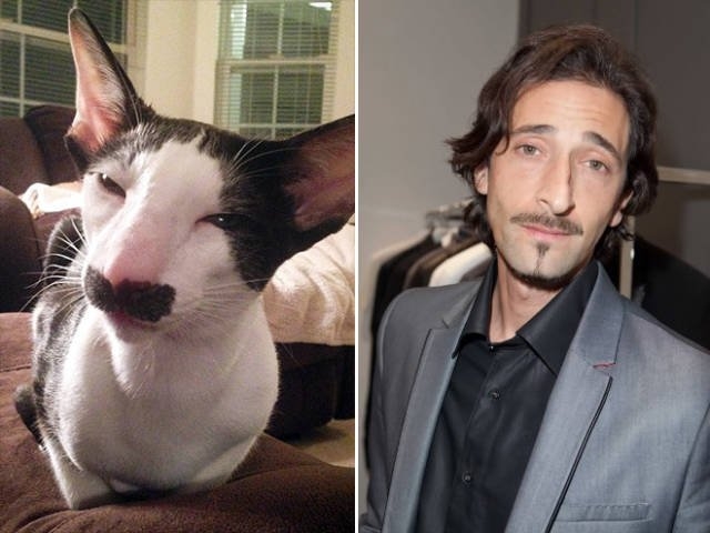 animaldoppelgangers_006