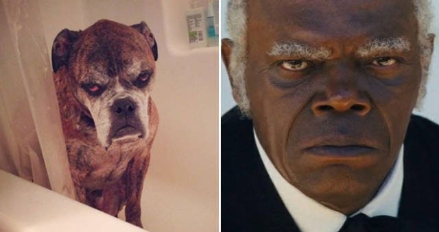 animaldoppelgangers_007
