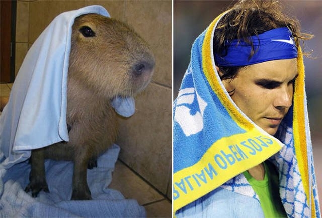 animaldoppelgangers_008