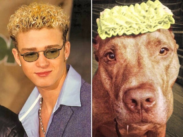 animaldoppelgangers_009
